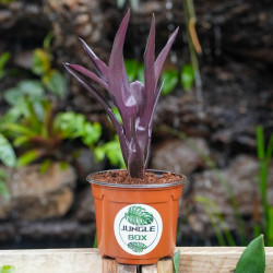 Neoregelia midas