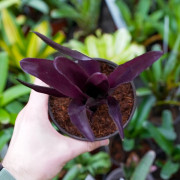 Neoregelia midas