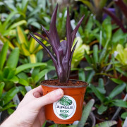 Neoregelia midas