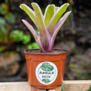 Neoregelia mini