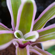Neoregelia mini
