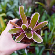 Neoregelia mini