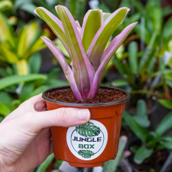 Neoregelia mini