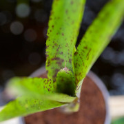 Neoregelia red lips mini