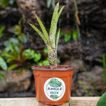 Neoregelia red lips mini