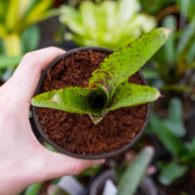 Neoregelia red lips mini