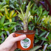 Neoregelia red lips mini