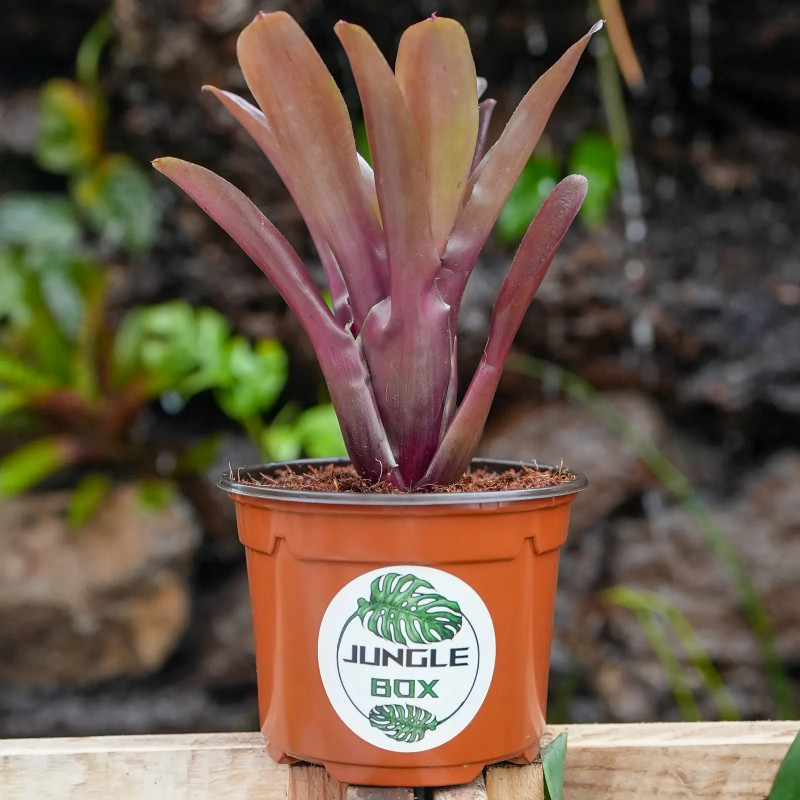 Neoregelia schultessiana