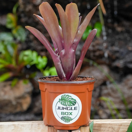 Neoregelia schultessiana