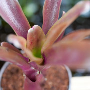 Neoregelia schultessiana