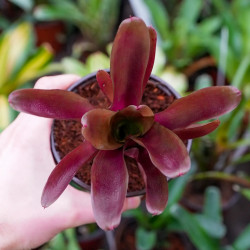 Neoregelia schultessiana