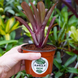 Neoregelia schultessiana