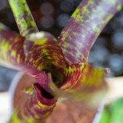 Neoregelia screaming tiger