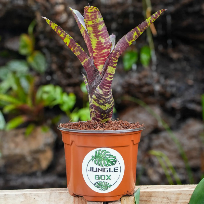 Neoregelia screaming tiger