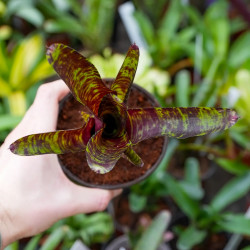 Neoregelia screaming tiger