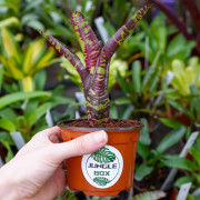 Neoregelia screaming tiger