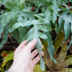 Phlebodium Blue Star plante d’intérieur fougère bleutée entretien et substrat | JungleBox