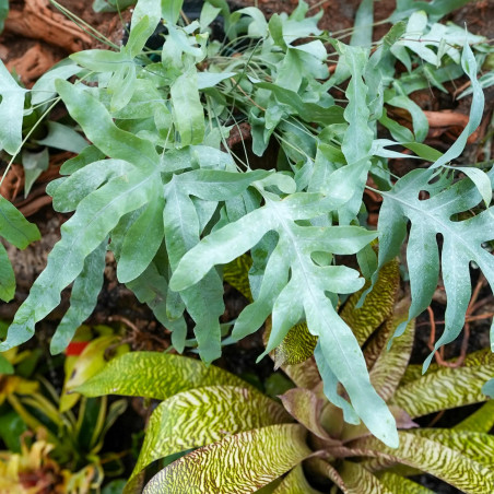 Phlebodium aureum "blue star" fougère XL