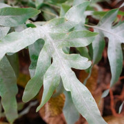 Phlebodium Blue Star indoor plant blue fern care and substrate | JungleBox