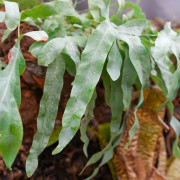 Phlebodium Blue Star indoor plant blue fern care and substrate | JungleBox