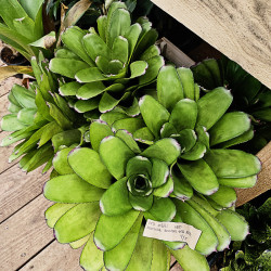 Aechgelia humming bird