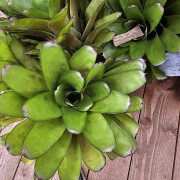 Aechgelia humming bird