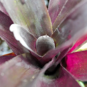 Aechmea blanchetiana ‘Fire M’ – Broméliacée Orange Flamboyant | Plante Tropicale