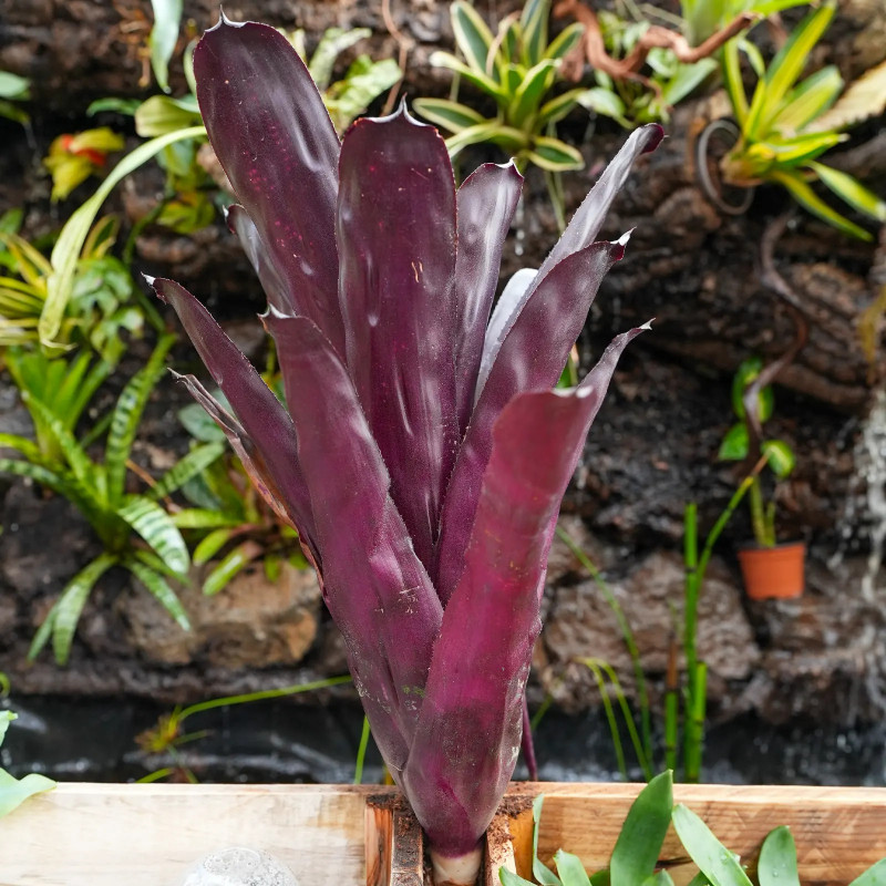 Aechmea blanchetiana fire M