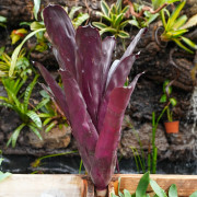 Aechmea blanchetiana fire M