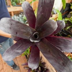 Aechmea blanchetiana ‘Fire M’ – Broméliacée Orange Flamboyant | Plante Tropicale