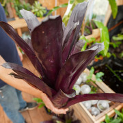 Aechmea blanchetiana ‘Fire M’ – Broméliacée Orange Flamboyant | Plante Tropicale