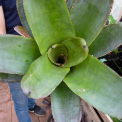 Aechmea bracteata