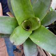 Aechmea bracteata