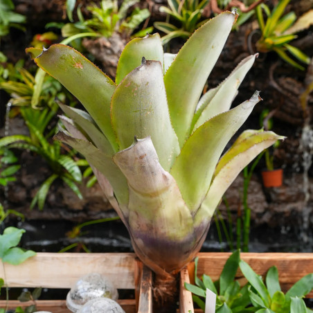Aechmea bracteata