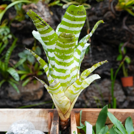 Aechmea chantinii green