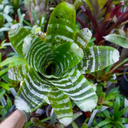 Aechmea chantinii ‘Green’ – Broméliacée Tropicale Graphique | Plante Intérieure