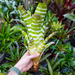 Aechmea chantinii ‘Green’ – Broméliacée Tropicale Graphique | Plante Intérieure