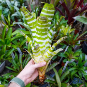 Aechmea chantinii ‘Green’ – Broméliacée Tropicale Graphique | Plante Intérieure