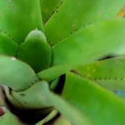 Aechmea chester blue