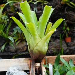 Aechmea chester blue