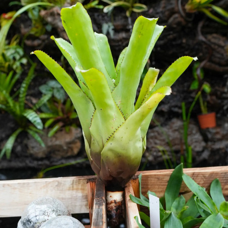 Aechmea chester blue