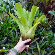 Aechmea chester blue