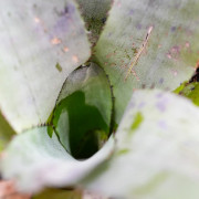 Aechmea cuculata