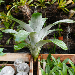 Aechmea fasciata