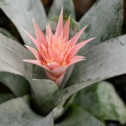 Aechmea fasciata
