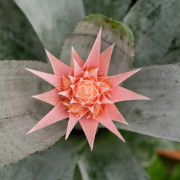 Aechmea fasciata