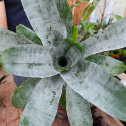 Aechmea fasciata