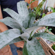 Aechmea fasciata
