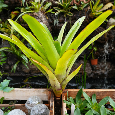 Aechmea fendleri adulte