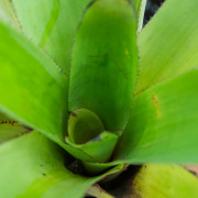 Aechmea fendleri adulte